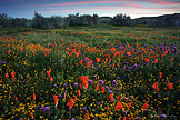California Wildflower Bonanza
