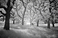 David S. Larsen photography - Black & White Infrared