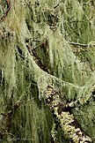 Napa Lichen Overgrowth