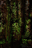 Sequoia Bark